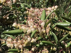 Comarostaphylis diversifolia diversifolia