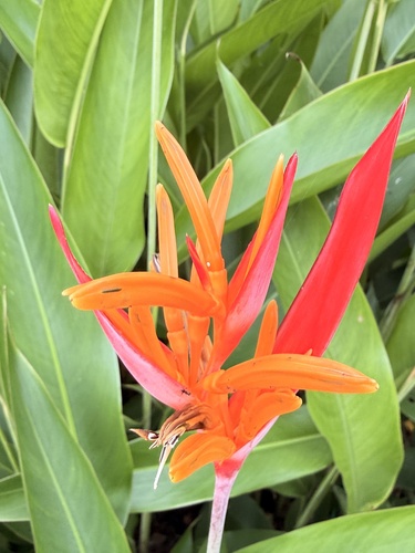 Heliconia psittacorum observed 2026-10-21