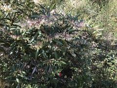 Comarostaphylis diversifolia diversifolia