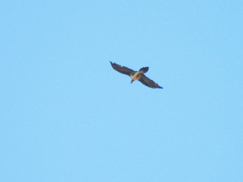 iNaturalist image