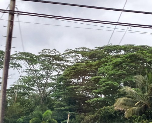 Albizia observed 2026-10-01
