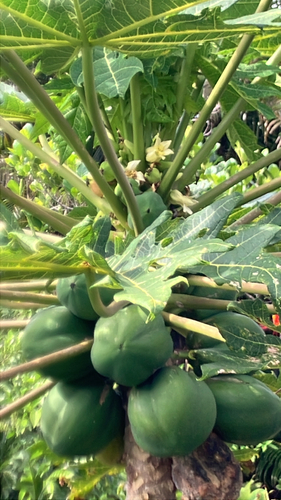 Carica papaya observed 2026-10-06