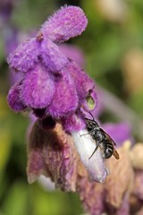 Protosmia rubifloris