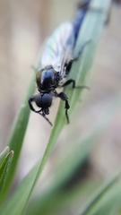 Bibio albipennis
