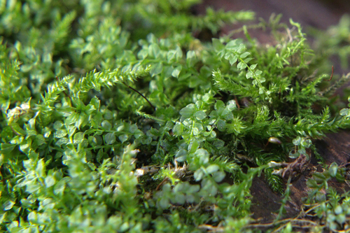 Plagiomnium cuspidatum observed 2026-10-18