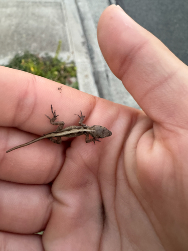 Anolis sagrei observed 2026-10-17
