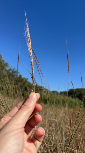 Trachypogon spicatus, 2026-10-22