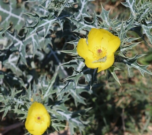 Argemone mexicana observed 2026-10-22