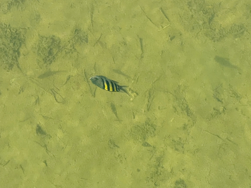 Abudefduf saxatilis observed 2026-10-21