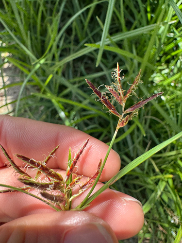 Cyperus observed 2026-10-19