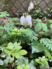 Dicentra eximia alba
