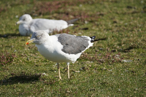 iNaturalist image