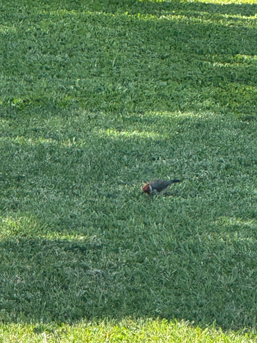 Paroaria coronata observed 2026-10-19
