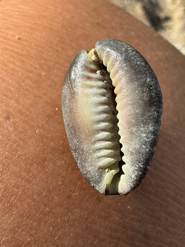 Cypraea caputserpentis observed 2026-10-20