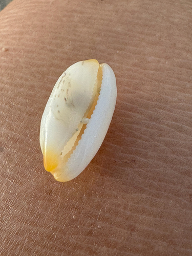 Cypraea isabella, 2026-10-20