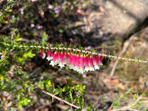 Epacris longiflora, 2026-10-21