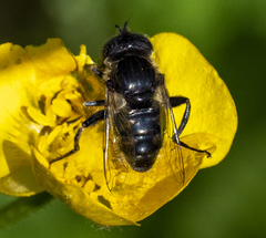 Eristalinus
