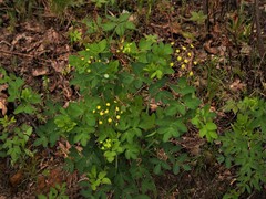Taenidia integerrima