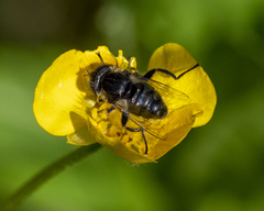 Eristalinus
