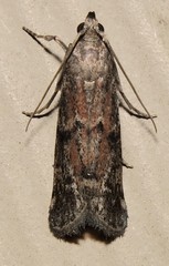 Vitula edmandsii