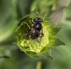 Eristalinus
