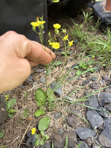 Youngia japonica observed 2026-10-21