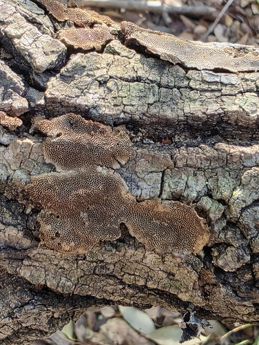 Junghuhnia nitida observed 2026-10-22