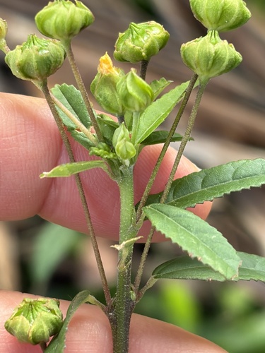 Sida rhombifolia observed 2026-10-21