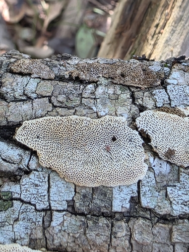 Junghuhnia nitida observed 2026-10-22