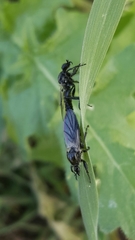 Bibio albipennis