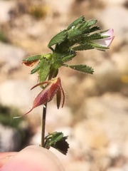 Ononis reclinata