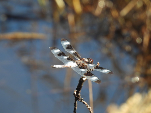 Twelve-spotted Skimmer