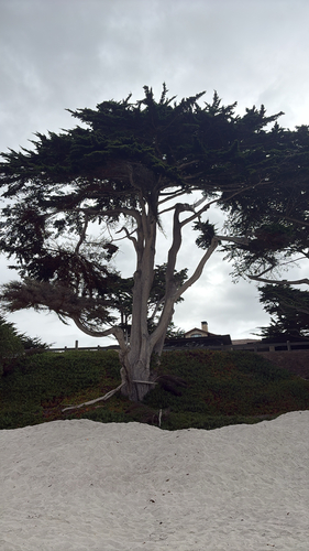 Cupressus macrocarpa observed 2026-10-22