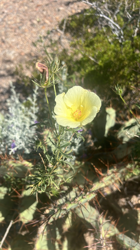 desert rosemallow