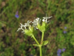 Valerianella nuttallii
