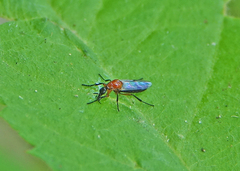 Dilophus strigilatus