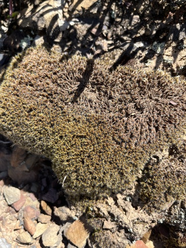 Pseudocrossidium crinitum