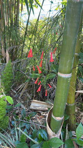 Russelia equisetiformis observed 2026-10-22