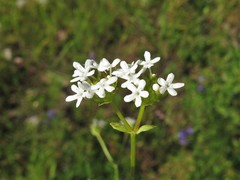 Valerianella nuttallii