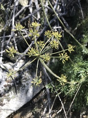 Angelica lineariloba