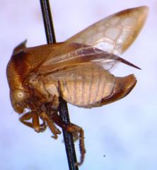 Ceresa ustulata