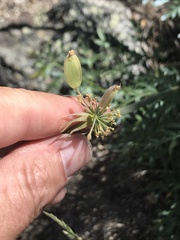 Angelica lineariloba
