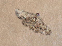 Gymnoscelis aenictopa