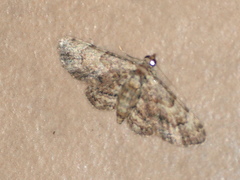 Gymnoscelis aenictopa