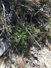 Angelica lineariloba