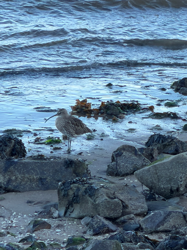 iNaturalist image