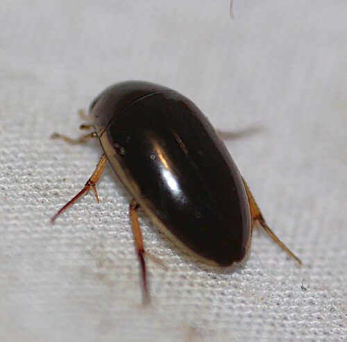 Tropisternus lateralis nimbatus