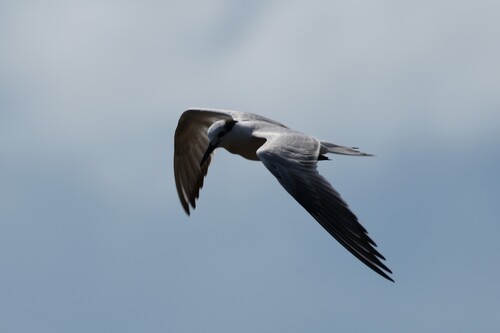 iNaturalist image