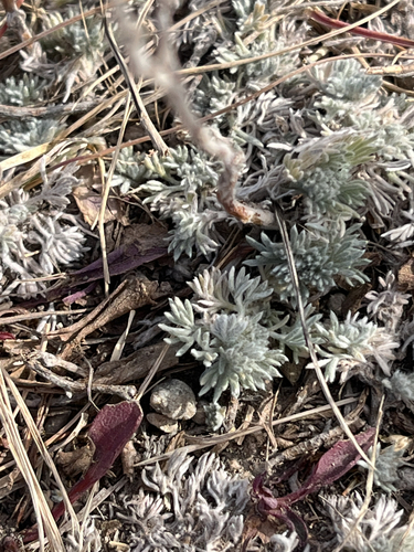 Artemisia frigida observed 2026-10-22