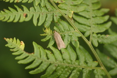 Dichomeridinae